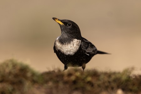 Animal, Beak, Bird, Blackbird